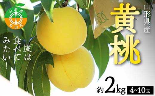 《2026年先行予約》山形県産 一度は食べてみたい！黄桃 約2kg（4～10玉）（有袋・無袋） 桃 もも フルーツ 果物 くだもの 山形県 中山町 F4A-0431