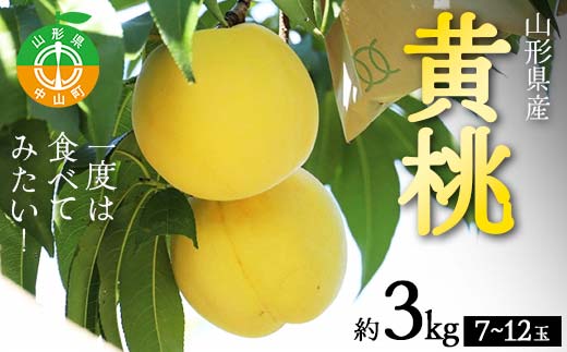 《2026年先行予約》山形県産 一度は食べてみたい！黄桃 約3kg（7～12玉）（有袋・無袋） 桃 もも フルーツ 果物 くだもの 山形県 中山町 F4A-0432