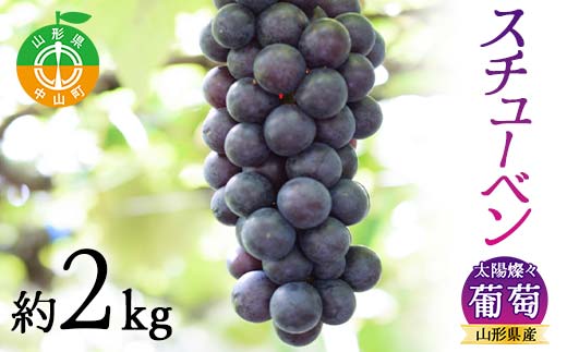 《2026年先行予約》山形県産 太陽燦々★スチューベン 約2kg 葡萄 ぶどう フルーツ 果物 くだもの 山形県 中山町 F4A-0434