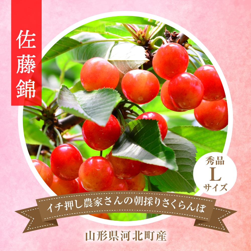 【令和8年産】朝採り＆当日出荷！イチ押し農家さんの朝採りさくらんぼ「佐藤錦」秀品 1kg（500g×2パック）バラ詰め 山形県河北町産【河北町観光物産協会】 ka002-005