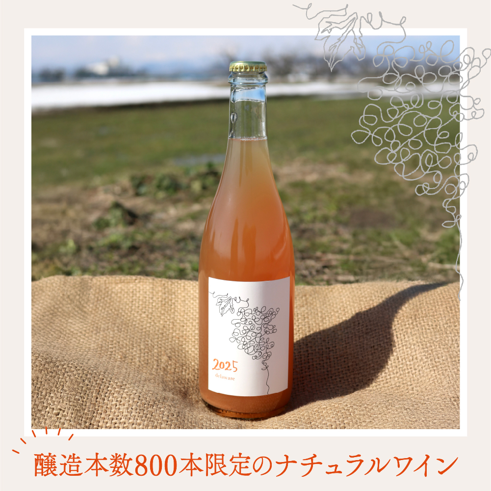 【河北町産ぶどう100％使用・微発泡デラウェアワイン】Delaware 2025（750ml×1本）【かほくらし社】 ワイン デラウェア 贈答 100％ ナチュラルワイン ka019-012j001-2025