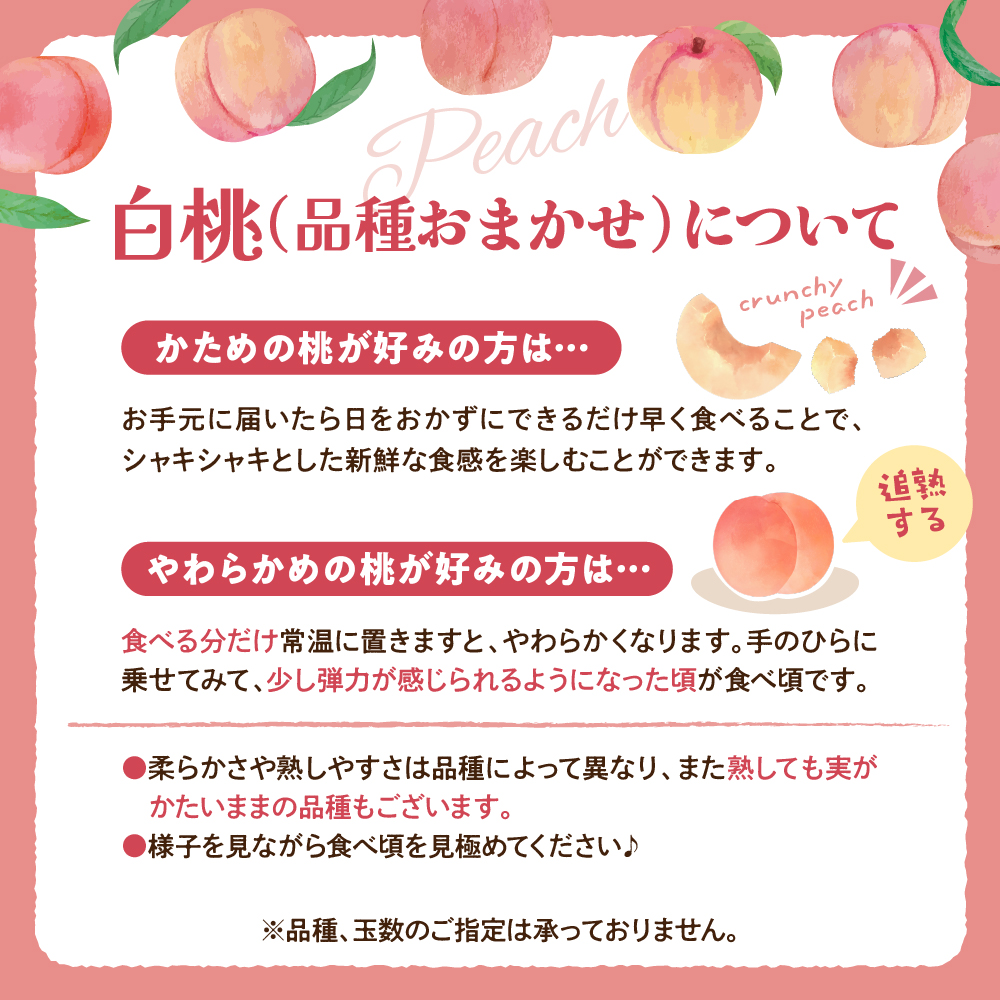 【令和8年産】白桃 品種おまかせ 3kg (8～12玉前後) ギフト箱入 秀品 山形県産【山形eLab】ka074-008-r8