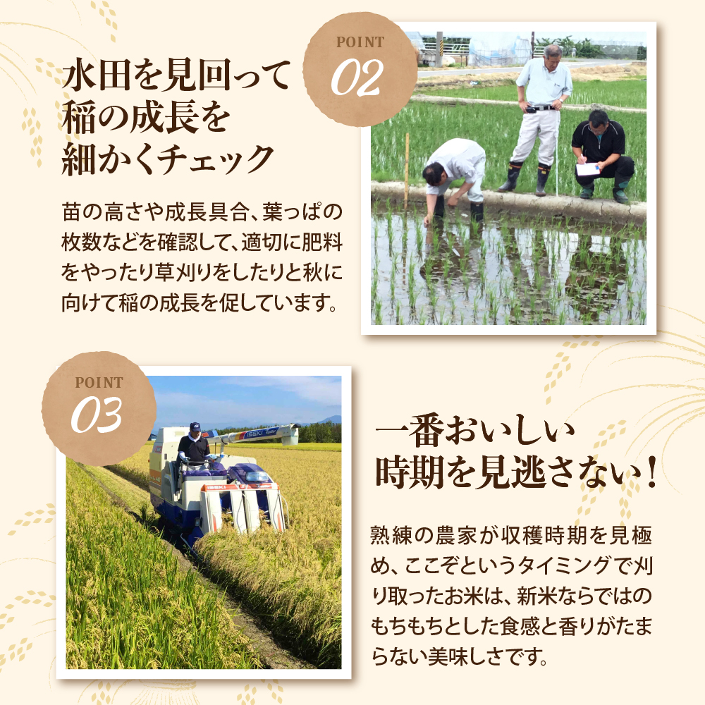 【令和7年産米】2026年5月上旬発送 雪若丸 10kg（5kg×2袋）山形県産 【米comeかほく協同組合】 ka024-052d-r7-051 2026年5月上旬発送