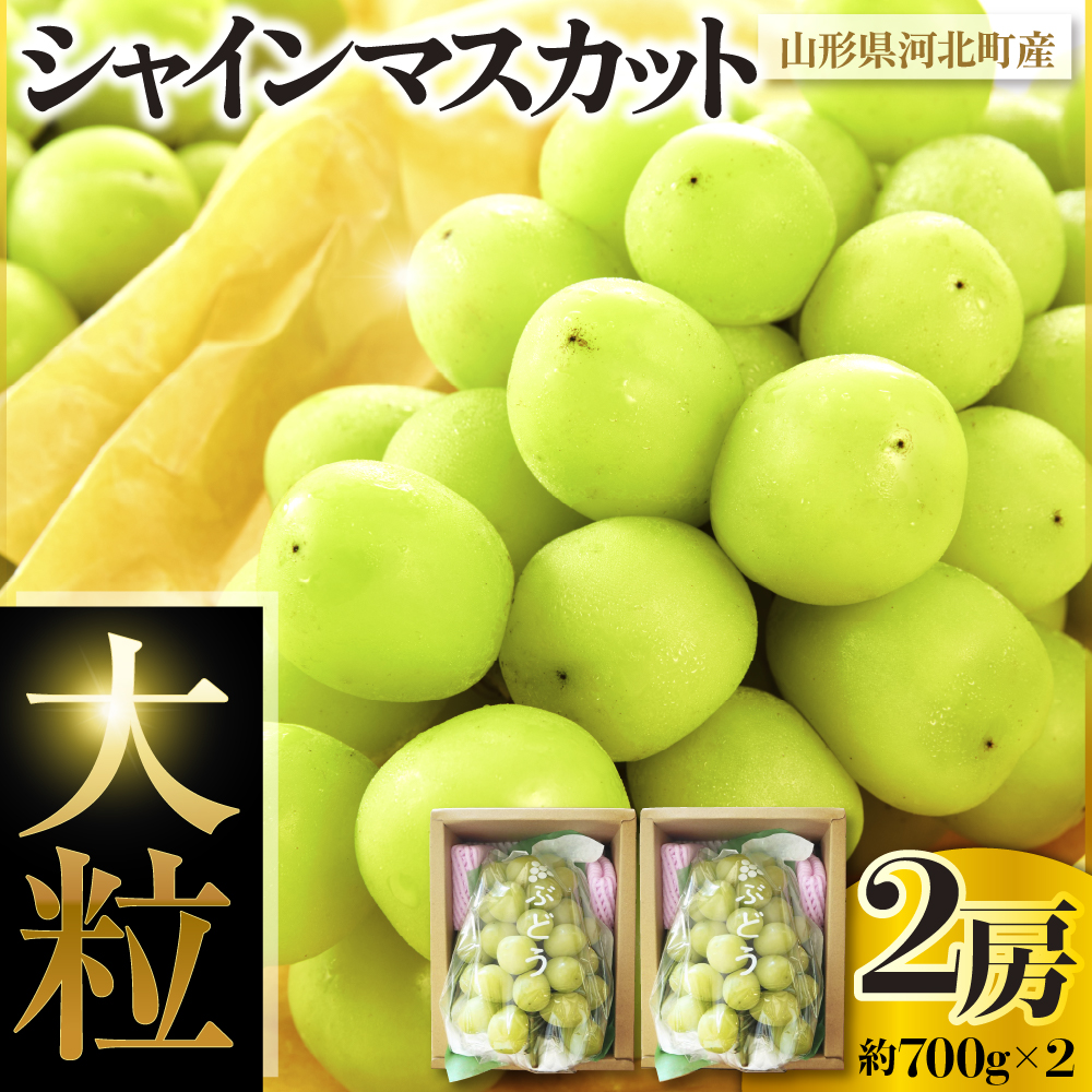 令和8年産【はじまり農園 うの】大粒 シャインマスカット２房（約700g×2房） 山形県河北町産 【河北町観光物産協会】 ka002-004-r8