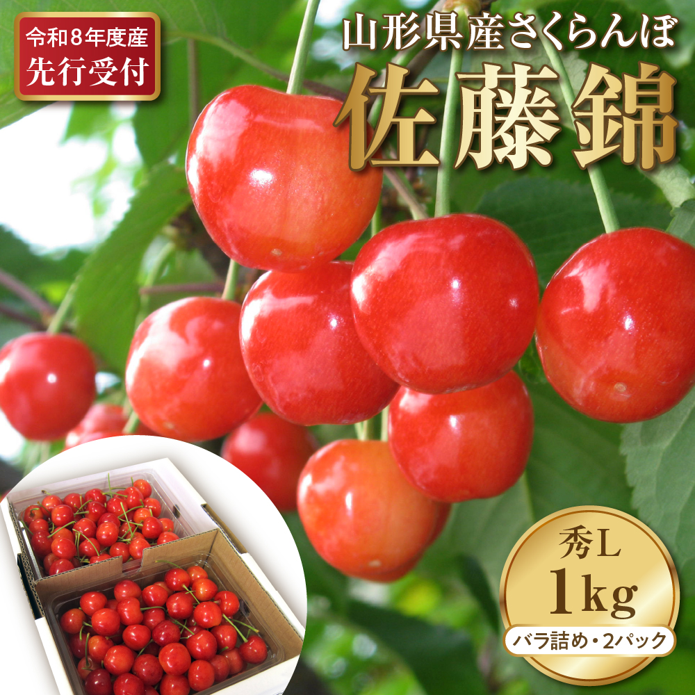 【2026年産先行予約】さくらんぼ佐藤錦 秀L 1kg以上(500gバラ詰め×2パック) 山形県河北町産【晴天畑】 さくらんぼ 贈答 ギフト 佐藤錦 秀品 先行予約 令和8年産 ka073-007