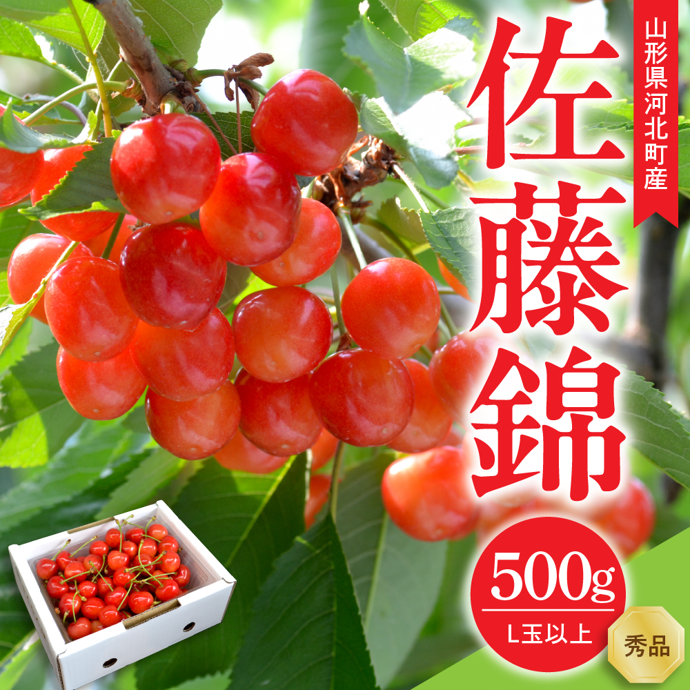 【令和8年産】さくらんぼ 佐藤錦 500g L玉以上 ギフト箱入 秀品 山形県産【山形eLab】フルーツ 人気 贈答 ふるさと納税 河北町 2026年産 ka074-032