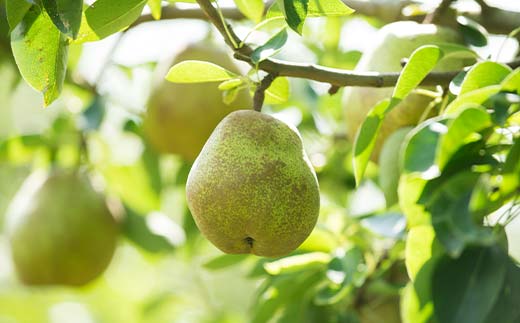 FYN6-057 ≪2026年先行予約≫ご家庭用 山形県産 西洋梨 ラ・フランス 約5kg (12～20玉) 2026年11月中旬から順次発送 洋梨 洋なし ラフランス 秋果実 果物 くだもの フルーツ 訳あり 家庭用 自宅用 産地直送 山形県 西川町 月山