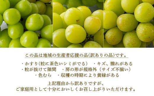 FYN6-060 《2026年先行予約》 ご家庭用 山形県産 シャインマスカット ピオーネ 2種詰合せ 約1.6kg(2～4房) 2026年8月下旬から順次発送 種無し ぶどう 葡萄 ブドウ マスカット 大粒 秋果実 果物 くだもの フルーツ 訳あり ワケアリ 家庭用 自宅用 産地直送 山形県 西川町 月山