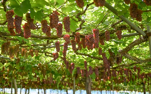 FYN6-064 ≪2026年先行予約≫山形県産 デラウェア 1.8kg(9～16房) 秀品 2026年8月上旬から順次発送 種無し 小粒 食べやすい ぶどう ブドウ 葡萄 くだもの 果物 フルーツ 夏果実 箱入り 中元 贈り物 ギフト 自宅 家庭 産地直送 山形県 西川町 月山