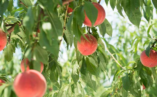 FYN6-228 ≪2026年先行予約≫贈答用 山形県産 おまかせ 白桃 5kg(13～20玉) 秀品 2026年8月下旬から順次発送 柔らかくなる桃 夏果実 果実 果物 くだもの フルーツ 桃 もも ピーチ 化粧箱 贈答 ギフト プレゼント 産地直送 山形県 西川町 月山