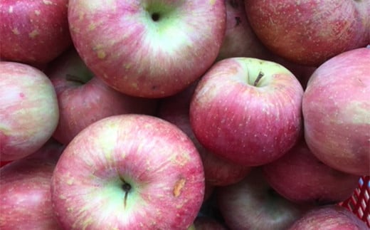 FYN6-432 《2026年先行予約》ご家庭用 山形県産 りんご 5kg 2026年11月下旬から順次発送 林檎 リンゴ 秋果実 冬果実 果物 くだもの フルーツ 訳あり 農業者 農家 支援 自宅 家庭 産地直送 山形県 西川町 月山