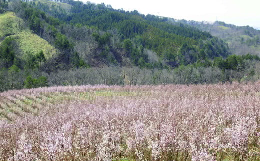FYN9-293 【2026年2月末お届け】 山形県 西川町産 啓翁桜 1束(80cm×10本) 2026年2月下旬から順次発送 ひな祭り 雛祭り 卒業 卒業式 春 桜 さくら サクラ 花 フラワー 飾り 山形県 西川町 月山