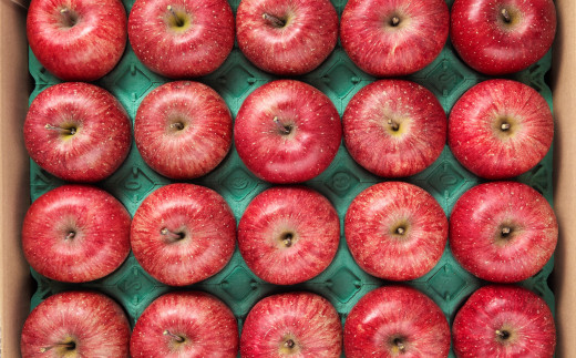 FYN9-385 ≪2026年先行予約≫ご家庭用 山形県産 サンふじ りんご 5kg 2026年11月中旬から順次発送 林檎 りんご リンゴ 秋果実 果物 くだもの フルーツ 自宅用 家庭用 産地直送 期間限定 山形県 西川町 月山