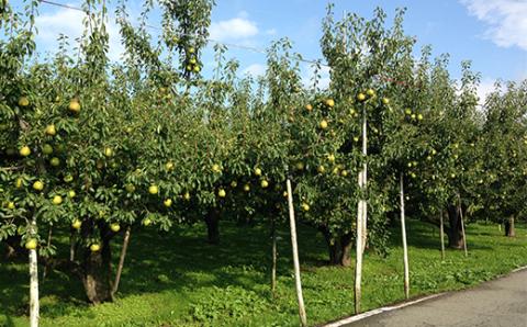 FYN9-596 ≪2025年先行予約≫山形県産 西洋梨 ラ・フランス 5kg (13～18玉) 2025年11月上旬から順次発送 洋梨 洋なし ラフランス 秋果実 果物 くだもの フルーツ ギフト 産地直送 山形県 西川町 月山