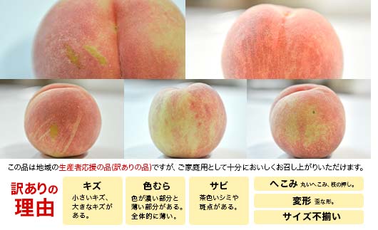 FYN9-731 ≪2026年先行予約≫ ご家庭用 8月発送 山形県産 品種おまかせ 白桃 約3kg(7～13玉) 2026年8月上旬から順次発送 はくとう 桃 もも モモ 果物 くだもの 夏果実 フルーツ 訳あり 農業者支援 家庭用 自宅用 産地直送 山形県 西川町 月山