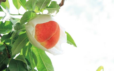 FYN9-895 ≪2026年先行予約≫ 贈答用 山形県産 白桃 あかつき 1.5kg(5～7玉) 秀品 2026年7月下旬から順次発送 柔らかくなる桃 果物 くだもの フルーツ 夏果実 桃 もも ピーチ 化粧箱 ギフト箱 贈答 ギフト プレゼント 中元 自宅 家庭 産地直送 山形県 西川町 月山