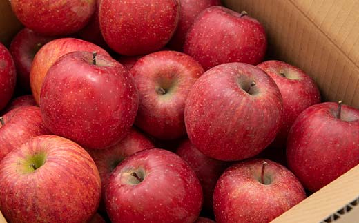 FYN9-968 ≪2025年先行予約≫ ご家庭用 山形県産 品種おまかせ りんご 赤色系 5kg 2025年10月上旬から順次発送 果物 くだもの フルーツ 林檎 リンゴ アップル 秋果実 生産者支援 農業者支援 支援品 自宅用 家庭用 訳アリ ワケアリ 山形県 西川町 月山