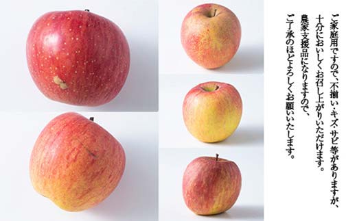 FYN9-969 ≪2025年先行予約≫ ご家庭用 山形県産 品種おまかせ りんご 黄色系 5kg 2025年10月上旬から順次発送 林檎 リンゴ 果物 くだもの フルーツ 秋果実 冬果実 家庭用 自宅用 訳あり 農業者 農家 支援品 西川町 月山