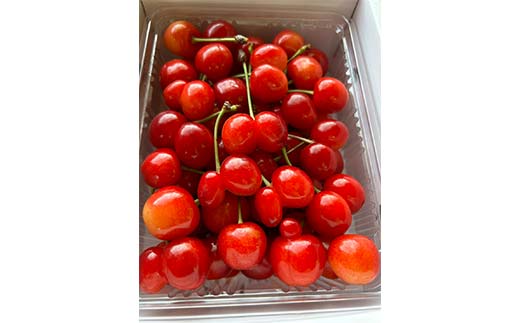 FYN6-050 ≪2026年先行予約≫加工用 山形県 品種おまかせ さくらんぼ 500g バラパック 2026年6月上旬頃から順次発送 果物 くだもの フルーツ 夏果物 サクランボ チェリー 訳あり ご自宅用 ご家庭用 農業者支援品 農家支援品 山形県 西川町 月山