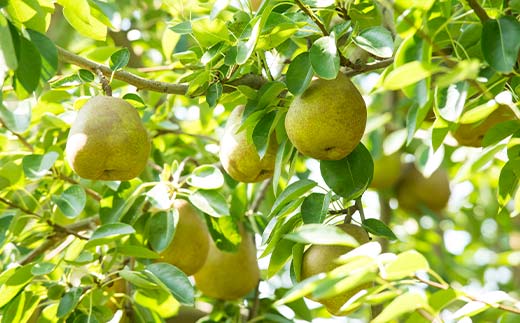 FYN6-057 ≪2026年先行予約≫ご家庭用 山形県産 西洋梨 ラ・フランス 約5kg (12～20玉) 2026年11月中旬から順次発送 洋梨 洋なし ラフランス 秋果実 果物 くだもの フルーツ 訳あり 家庭用 自宅用 産地直送 山形県 西川町 月山