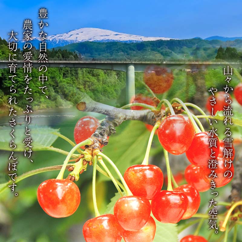 FYN6-252 ≪2026年先行予約≫山形県産 さくらんぼ 品種おまかせ(佐藤錦・紅秀峰など) 400g 秀/L以上 バラパック詰め 2026年6月中旬頃より発送 果物 くだもの フルーツ 夏果実 サクランボ チェリー 桜桃 高級 化粧箱 ギフト箱 贈り物 贈答 ギフト プレゼント 自宅 家庭 産地直送 山形県 西川町 月山