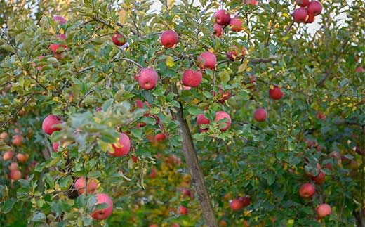 FYN6-309 山形県産 品種おまかせ りんご 赤色系 約2kg(5～8玉) 準秀品 2025年10月上旬から順次発送 果物 くだもの フルーツ 林檎 リンゴ アップル 秋果実自宅用 家庭用 訳アリ ワケアリ 山形県 西川町 月山