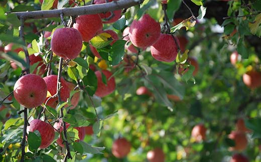 FYN6-403 ご家庭用 山形県産 品種おまかせ りんご 赤色系 約2kg 2025年10月上旬から順次発送 果物 くだもの フルーツ 林檎 リンゴ アップル 秋果実 生産者支援 農業者支援 支援品 自宅用 家庭用 訳アリ ワケアリ 山形県 西川町 月山