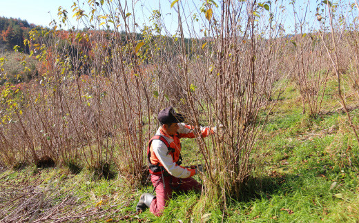 FYN9-293 【2026年2月末お届け】 山形県 西川町産 啓翁桜 1束(80cm×10本) 2026年2月下旬から順次発送 ひな祭り 雛祭り 卒業 卒業式 春 桜 さくら サクラ 花 フラワー 飾り 山形県 西川町 月山