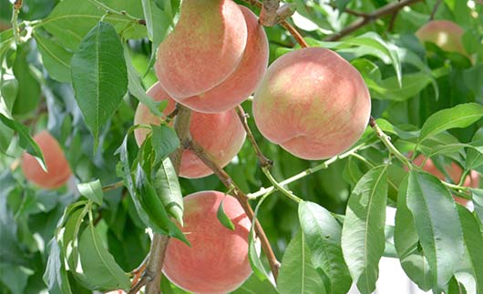 FYN9-732 ≪2026年先行予約≫ ご家庭用 9月発送 山形県産 品種おまかせ 白桃 約3kg(7～13玉) 2026年9月上旬から順次発送 硬い はくとう 桃 もも モモ 果物 くだもの 夏果実 フルーツ 訳あり 農業者支援 家庭用 自宅用 産地直送 山形県 西川町 月山