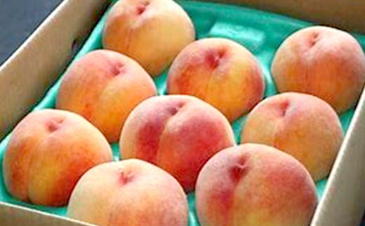 FYN9-830 ≪2026年先行予約≫ ご家庭用 山形県産 無袋(ムタイ) 黄金桃 約3kg( 7～13玉) 2026年8月中旬から順次発送 黄桃 黄色 桃 もも モモ 果物 くだもの 夏果実 フルーツ 訳あり 農業者支援 家庭用 自宅用 産地直送 山形県 西川町 月山