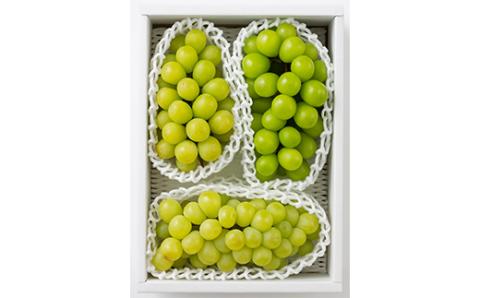 FYN9-914 ≪2026年先行予約≫ご家庭用 山形県 シャインマスカット約1.6kg(2～4房) 2026年9月上旬から順次発送 種なしぶどう 葡萄 ブドウ マスカット 果物 くだもの フルーツ 秋果実 産地直送 訳あり ワケアリ 自宅用 家庭用 農家 農業者 支援品 山形県 西川町 月山