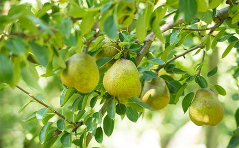 FYN9-915 ≪2025年先行予約≫山形県産 西洋梨 ラ・フランス 2kg (6～7玉)秀品 2025年11月上旬から順次発送 洋梨 洋なし ラフランス 秋果実 果物 くだもの フルーツ ギフト 産地直送 山形県 西川町 月山