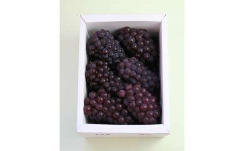 FYN9-918 ≪2026年先行予約≫山形県産 デラウェア 900g(5～8 房) 秀品 2026年8月上旬から順次発送 種無し 小粒 食べやすい ぶどう ブドウ 葡萄 くだもの 果物 フルーツ 夏果実 箱入り 中元 贈り物 ギフト 自宅 家庭 産地直送 山形県 西川町 月山