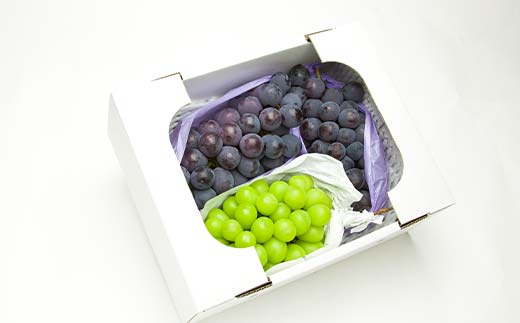 FYN6-059 《2026年先行予約》贈答用 山形県産 シャインマスカット ピオーネ 2種詰合せ 約1.6kg(2～4房) 秀品 2026年8月下旬から順次発送 種無し ぶどう 葡萄 ブドウ マスカット 大粒 夏果実 秋果実 果物 くだもの フルーツ 贈り物 ギフト プレゼント 産地直送 山形県 西川町 月山