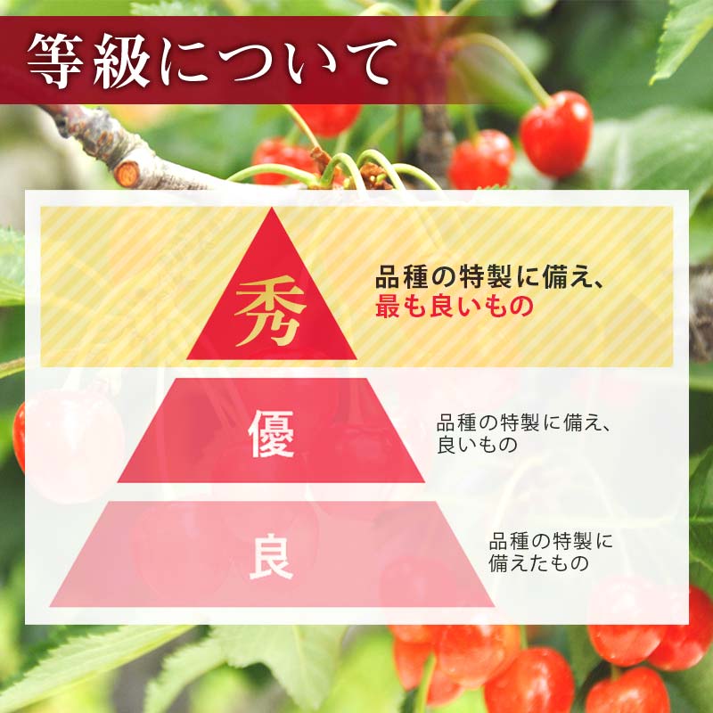 FYN6-252 ≪2026年先行予約≫山形県産 さくらんぼ 品種おまかせ(佐藤錦・紅秀峰など) 400g 秀/L以上 バラパック詰め 2026年6月中旬頃より発送 果物 くだもの フルーツ 夏果実 サクランボ チェリー 桜桃 高級 化粧箱 ギフト箱 贈り物 贈答 ギフト プレゼント 自宅 家庭 産地直送 山形県 西川町 月山