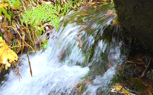 FYN6-376 マッコイ斉藤共同開発！！ 月山自然水 うさぎ 500ml×24 オリジナルパッケージ 天然水 自然水 国産 水 ナチュラル ミネラル ウォーター ペットボトル 備蓄 防災 保存 贈答 贈り物 ギフト プレゼント 自宅 家庭 山形県 西川町 月山