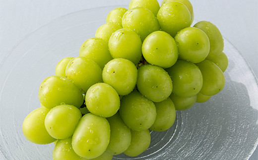 FYN9-713 《2026年先行予約》贈答用 山形県産 シャインマスカット 1房（600g以上）秀品 2026年9月上旬から順次発送 種なし ぶどう ブドウ 葡萄 マスカット 大粒 高級 くだもの 果物 フルーツ 秋果実 化粧箱 贈答 ギフト プレゼント 産地直送 農家直送 山形県 西川町 月山