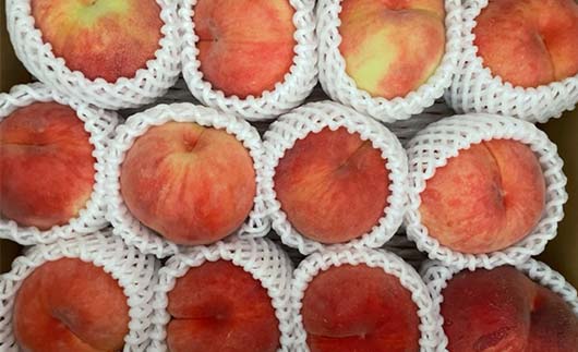 FYN9-731 ≪2026年先行予約≫ ご家庭用 8月発送 山形県産 品種おまかせ 白桃 約3kg(7～13玉) 2026年8月上旬から順次発送 はくとう 桃 もも モモ 果物 くだもの 夏果実 フルーツ 訳あり 農業者支援 家庭用 自宅用 産地直送 山形県 西川町 月山