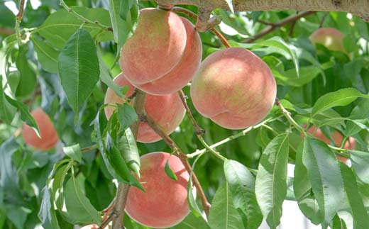 FYN6-208 ≪2026年先行予約≫ご家庭用 山形県産 おまかせ 白桃 約5kg(12～20玉) 2026年8月上旬から順次発送 夏果実 果実 果物 くだもの フルーツ 桃 もも ピーチ 家庭用 自宅用 訳あり 農業者 農家 支援品 産地直送 山形県 西川町 月山