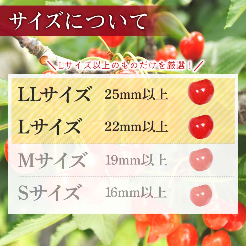 FYN6-251 ≪2026年先行予約≫山形県産 さくらんぼ 品種おまかせ(佐藤錦・紅秀峰など) 1kg(500g×2) 秀/L以上 バラパック詰め 2026年6月中旬頃より発送 果物 くだもの フルーツ 夏果実 サクランボ チェリー 桜桃 高級 化粧箱 ギフト箱 贈り物 贈答 ギフト プレゼント 自宅 家庭 産地直送 山形県 西川町 月山
