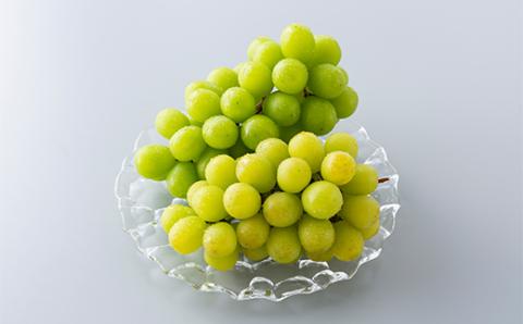 FYN9-914 ≪2026年先行予約≫ご家庭用 山形県 シャインマスカット約1.6kg(2～4房) 2026年9月上旬から順次発送 種なしぶどう 葡萄 ブドウ マスカット 果物 くだもの フルーツ 秋果実 産地直送 訳あり ワケアリ 自宅用 家庭用 農家 農業者 支援品 山形県 西川町 月山