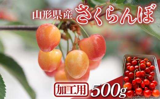 FYN6-050 ≪2026年先行予約≫加工用 山形県 品種おまかせ さくらんぼ 500g バラパック 2026年6月上旬頃から順次発送 果物 くだもの フルーツ 夏果物 サクランボ チェリー 訳あり ご自宅用 ご家庭用 農業者支援品 農家支援品 山形県 西川町 月山