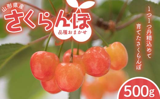 FYN6-053 ≪2026年先行予約≫山形県 品種おまかせ さくらんぼ 500g M～L 秀品 バラパック 2026年6月上旬頃から順次発送 果物 くだもの フルーツ 夏果物 サクランボ チェリー ご自宅用 ご家庭用 山形県 西川町 月山