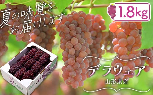 FYN6-064 ≪2026年先行予約≫山形県産 デラウェア 1.8kg(9～16房) 秀品 2026年8月上旬から順次発送 種無し 小粒 食べやすい ぶどう ブドウ 葡萄 くだもの 果物 フルーツ 夏果実 箱入り 中元 贈り物 ギフト 自宅 家庭 産地直送 山形県 西川町 月山