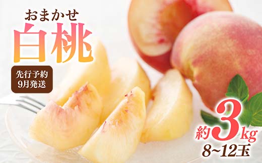FYN6-116 ≪2026年先行予約≫9月発送 山形県産 品種おまかせ 白桃 約3kg（8～12玉） 秀品 硬めの桃 2026年9月上旬から順次発送 桃 もも モモ 果物 くだもの 夏果実 フルーツ 産地直送 山形県 西川町 月山
