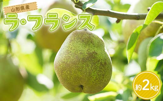FYN6-163 贈答用 山形県産 洋梨 ラ・フランス 約2kg(5～6玉) 2025年11月上旬から順次発送 洋梨 洋なし ラフランス 秋果実 果物 くだもの フルーツ 贈答 贈り物 ギフト プレゼント 産地直送 山形県 西川町 月山