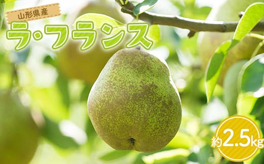 FYN6-164 贈答用 山形県産 洋梨 ラ・フランス 約2.5kg(6～8玉) 2025年11月上旬から順次発送 洋梨 洋なし ラフランス 秋果実 果物 くだもの フルーツ 贈答 贈り物 ギフト プレゼント 産地直送 山形県 西川町 月山
