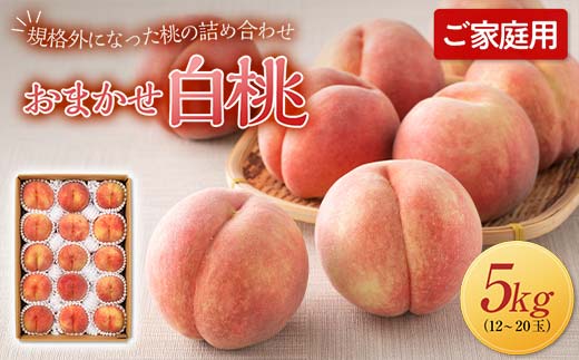 FYN6-208 ≪2026年先行予約≫ご家庭用 山形県産 おまかせ 白桃 約5kg(12～20玉) 2026年8月上旬から順次発送 夏果実 果実 果物 くだもの フルーツ 桃 もも ピーチ 家庭用 自宅用 訳あり 農業者 農家 支援品 産地直送 山形県 西川町 月山