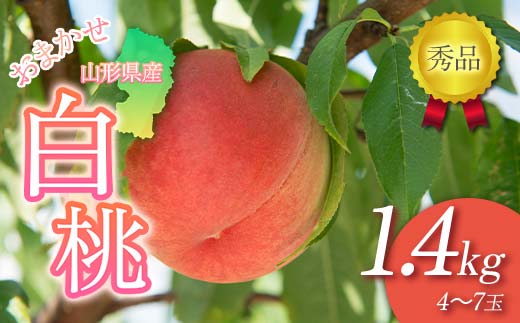 FYN6-224 ≪2026年先行予約≫贈答用 山形県産 おまかせ 白桃 1.4kg(4～7玉)秀品 2026年8月下旬から順次発送 柔らかくなる桃 夏果実 果実 果物 くだもの フルーツ 桃 もも ピーチ 化粧箱 贈答 ギフト プレゼント 産地直送 山形県 西川町 月山
