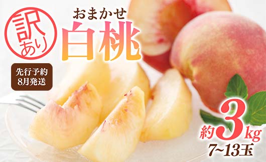 FYN9-731 ≪2026年先行予約≫ ご家庭用 8月発送 山形県産 品種おまかせ 白桃 約3kg(7～13玉) 2026年8月上旬から順次発送 はくとう 桃 もも モモ 果物 くだもの 夏果実 フルーツ 訳あり 農業者支援 家庭用 自宅用 産地直送 山形県 西川町 月山